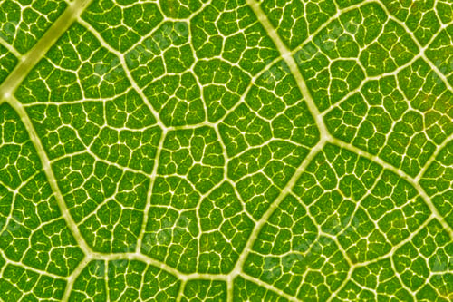 Preview: super macro of a green leaf in which you can see the structures that make up the leaf