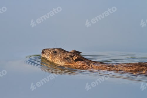 Preview: Muskrat ( Ondatra zibethica )