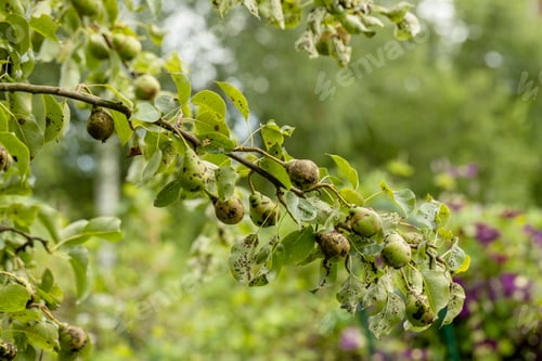 Preview: Pear fruits affected by apple scab Venturia inaequalis. Problems with the garden