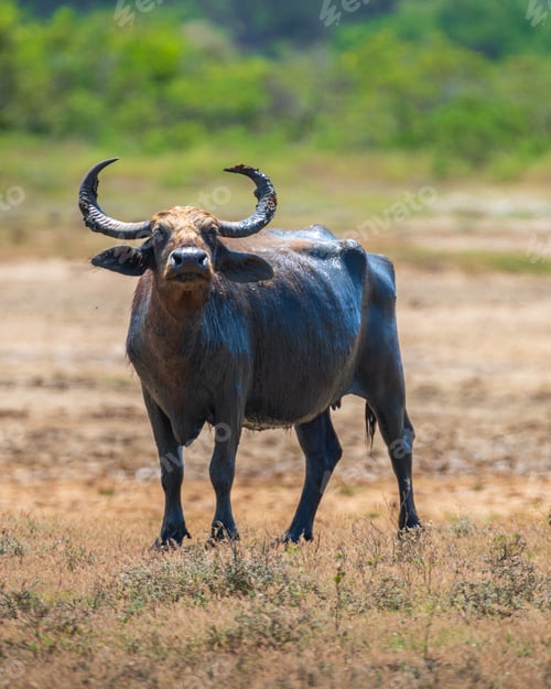 Preview: Sri Lankan Wild Water Buffalo (Bubalus bubalis) also called Asian buffalo stands in a dried-up