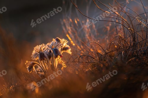 Preview: Black pasque flowers - Pulsatilla pratensis in early morning lights