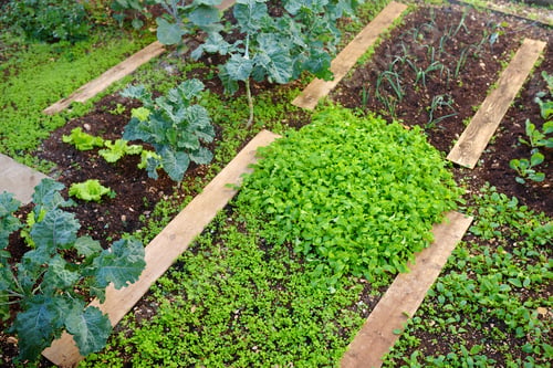 Preview: Community kitchen garden. Raised garden beds with plants in vegetable community garden.