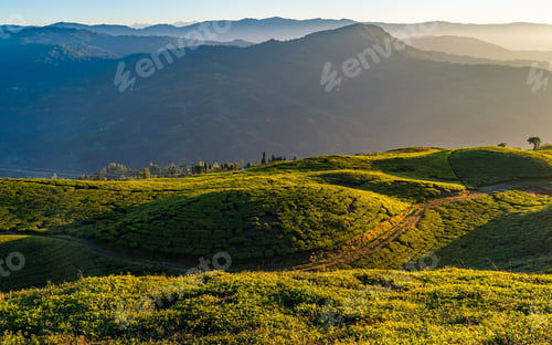Preview: landscape view of Tea Greenland