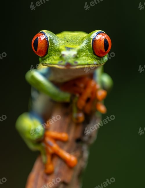 Preview: Red-eyed Tree Frog in Costa Rica
