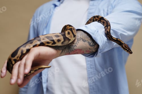 Preview: Handling a Snake with Tattooed Arm in Blue Shirt