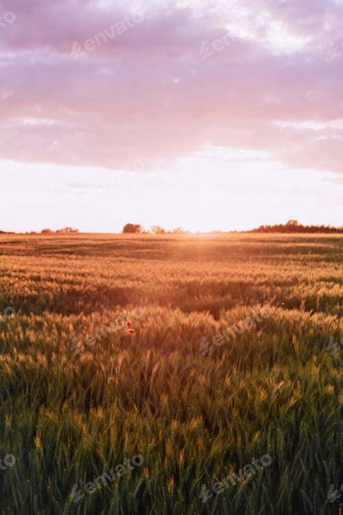 Preview: Sunset over a field