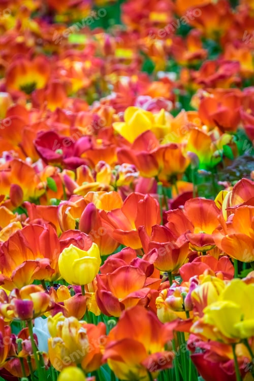 Preview: Field of red, orange and yellow tulips