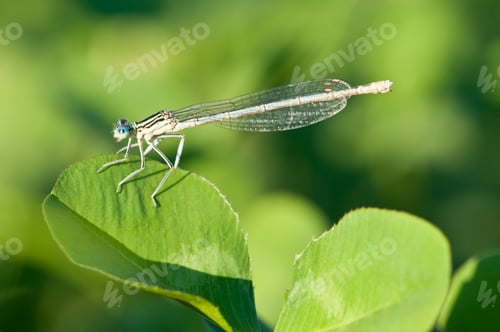Preview: Damselfly on a Leaf