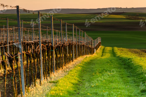 Preview: Vineyards in Czech Moravia region at spring