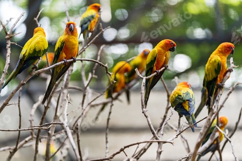 Preview: Beautiful colorful sun conure parrot birds