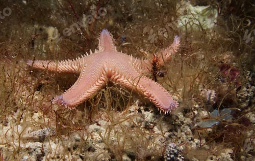 Preview: Comb sea star from Cyprus