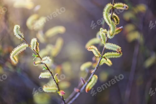 Preview: Flowering willow in sunlight. Branch with buds in springtime on