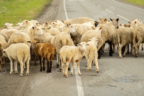 Preview: Flock of sheep, including lambs crossing a paved road in a rural setting during daytime.
