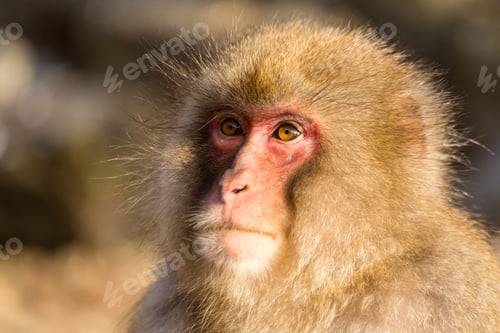 Preview: Snow monkey