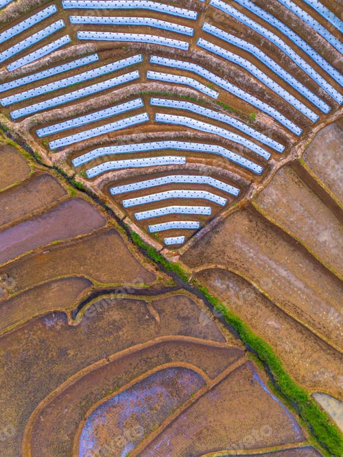 Preview: indonesia beauty landscape paddy fields in north bengkulu natural beautiful morning view from asia