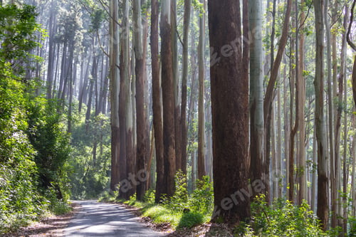Preview: Eucalyptus