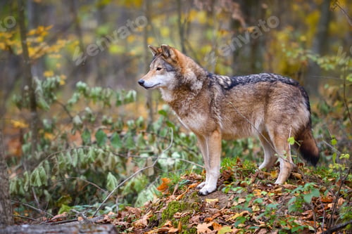 Preview: Wolf (Canis lupus) in autumn forest. Grey wolf in natural habitat