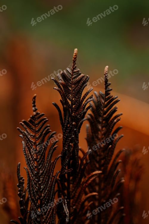 Preview: dark moody faded autumn leaf background, fall plants decay