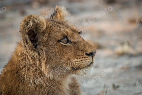 Preview: Side profile of a Lion cub looking up.