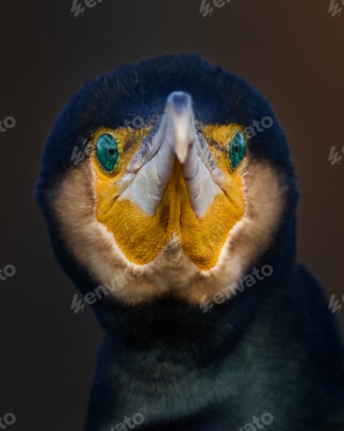 Preview: Great cormorant (Phalacrocorax carbo)