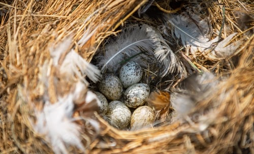 Preview: nest of eggs with few feathers scattered around it