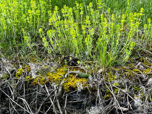 Preview: Green lizard in the grass