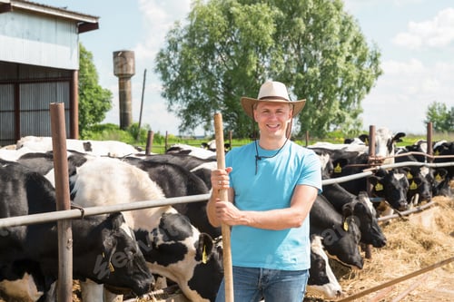Preview: Farmer Is Working On Farm With Dairy Cows