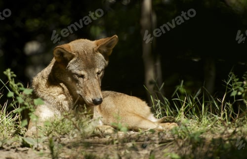 Preview: Wolf in the Sun
