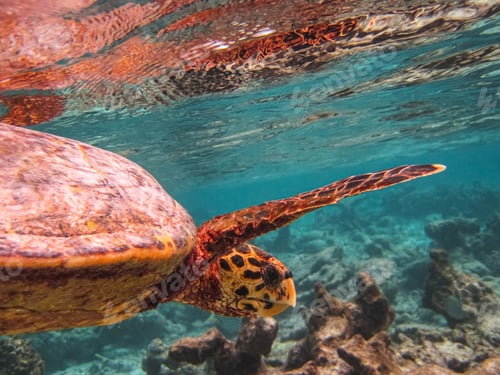 Preview: Cute endangered turtle swimming in turquoise water.