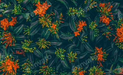 Preview: Green leaves pattern and orange flower background, Natural background and wallpaper