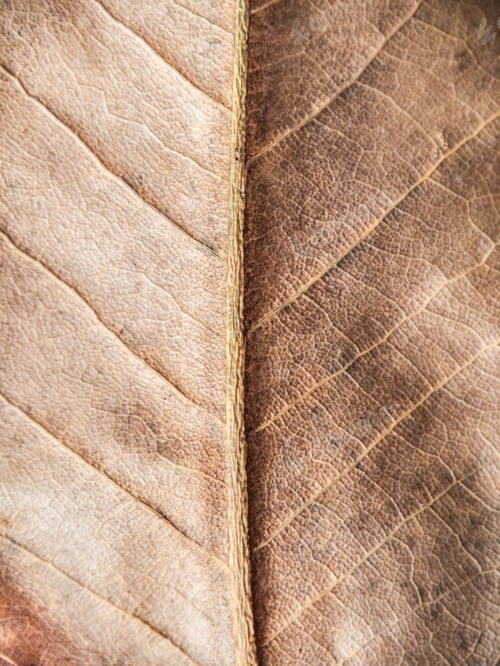 Preview: Dry brown leaf texture background.