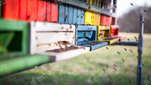 Preview: Flying honey bees