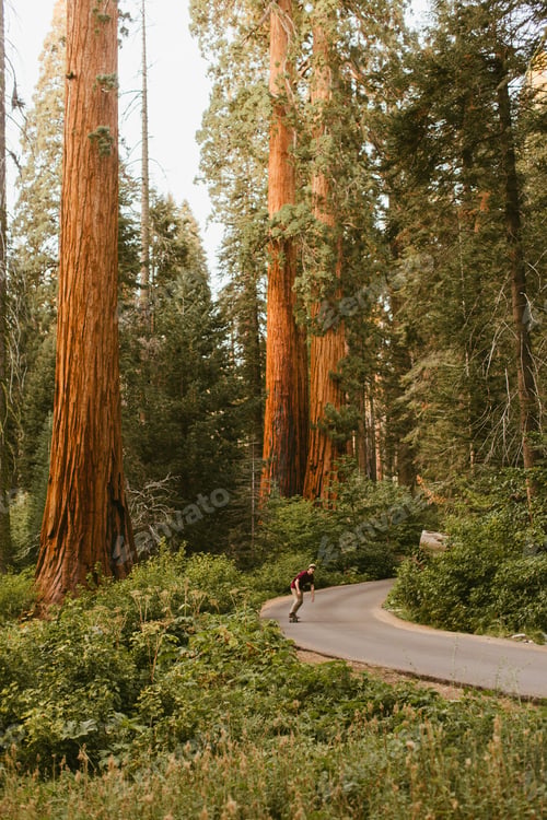 Preview: Skateboarder skateboarding on sequoia tree lined road, Sequoia National Park, California, USA