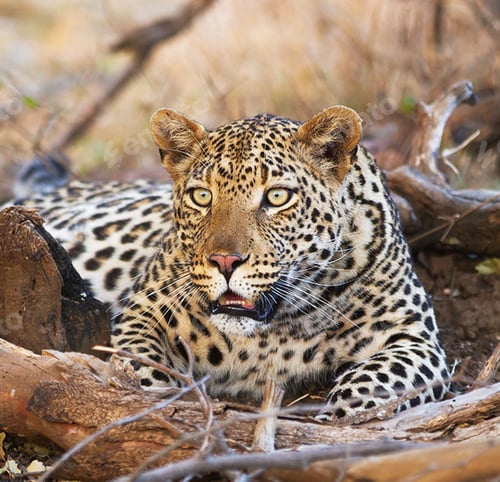 Preview: Best wildlife experiences in the world