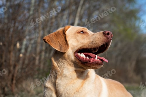 Preview: Labrador Retriever gazing upwards with its mouth open and teeth showing
