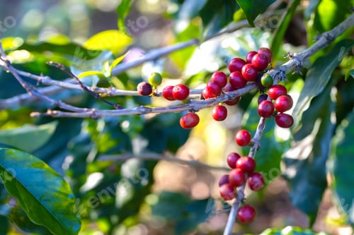 Preview: Coffee tree concept. Organic coffee berries beans. Red berry branch.
