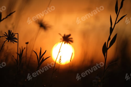 Preview: Dark silhouettes of wild flowers against bright colorful sunset sky with setting sun light