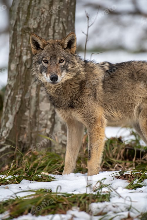 Preview: Wolf in the forest up close. Wild animal in the natural habitat