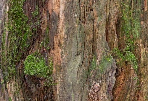 Preview: Moss and mold affect a wood panel