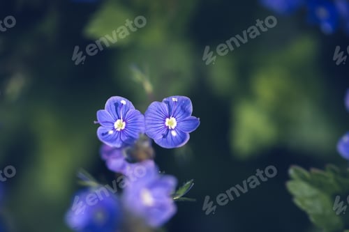 Preview: Many blue forget-me-nots, natural floral background, selective focus