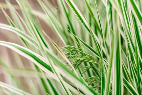 Preview: Beautiful flowers against the background of green plants
