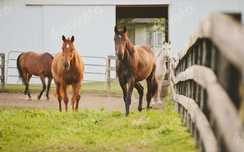 Vorschau: Pferde stehen in einem geschlossenen Feld auf einer Farm