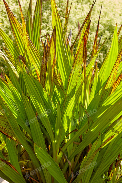 Preview: Flowers, plants and trees on mountain side in South Africa