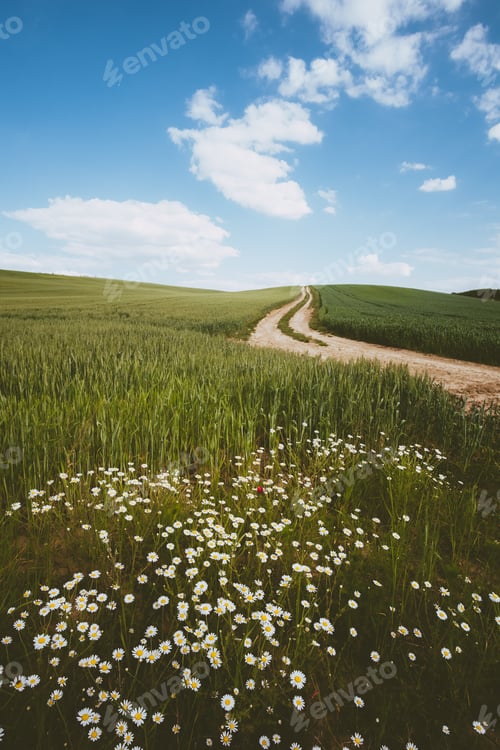Preview: Road and daisy flower countryside