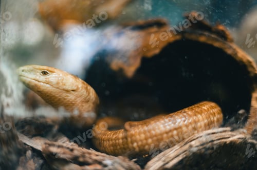 Preview: Close-up of a legless lizard in a natural habitat, partially hidden in a log