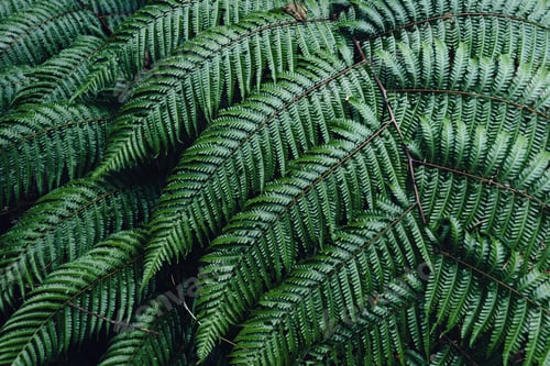 Preview: Fern Leaves,Dark green fern foliage