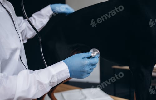 Preview: Vet listening dog with stethoscope in veterinary clinic