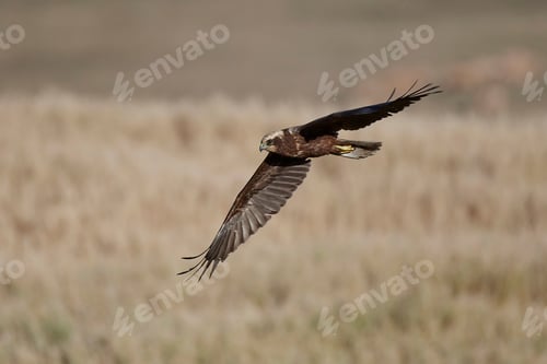 Preview: Western marsh harrier (Circus aeruginosus)