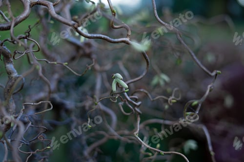 Preview: Closeup of Common Hazel twigs (Corylus avellana)