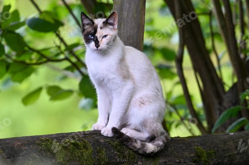 Preview: White cat perched on tree branch in forest